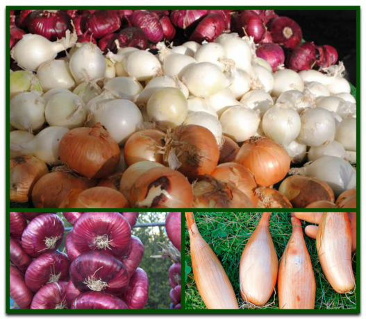 Top 5 najbardziej produktywnych odmian cebuli dla Twojego obfitych zbiorów