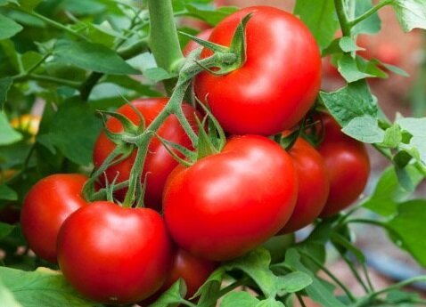 Skuteczne sposoby, aby pomóc rozwijać słodkie pomidory
