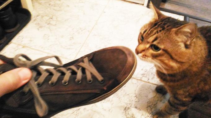 Akceptacja buty mój kot.