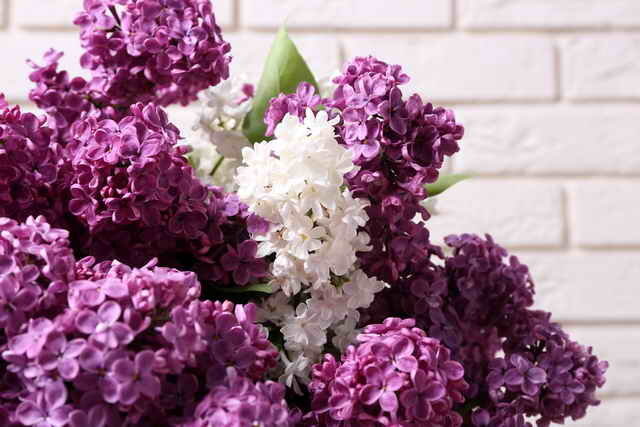 Lilac - pielęgnacja jesienią i przygotowań do zimy: przycinanie i schronienie