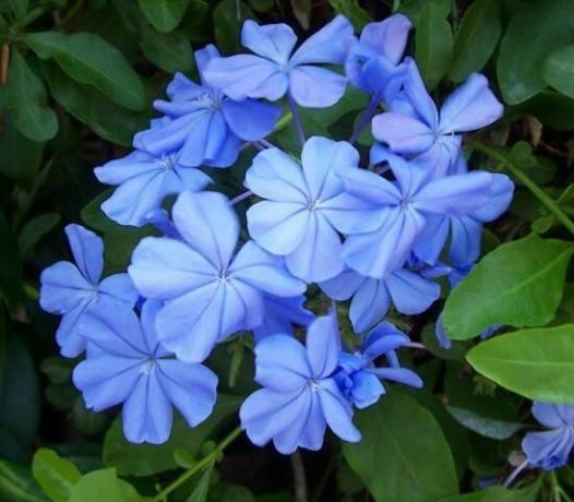 Jednobarwne niebieskie kwiatostany