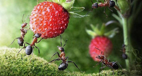 Mrówki w serwisie: szkody lub korzyści?