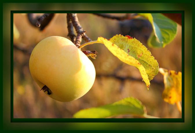 Obowiązkowe opieka jabłonią, we wrześniu i październiku: tylko 4 kroki do wielkiego żniwa, które muszą być zrobione teraz