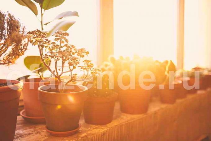 Rośliny doniczkowe balkonowe. Ilustracja do artykułu służy do standardowej licencji © ofazende.ru