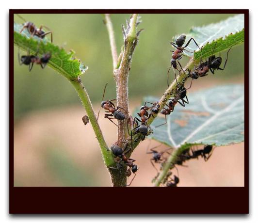 Mrówki chronią mszyce