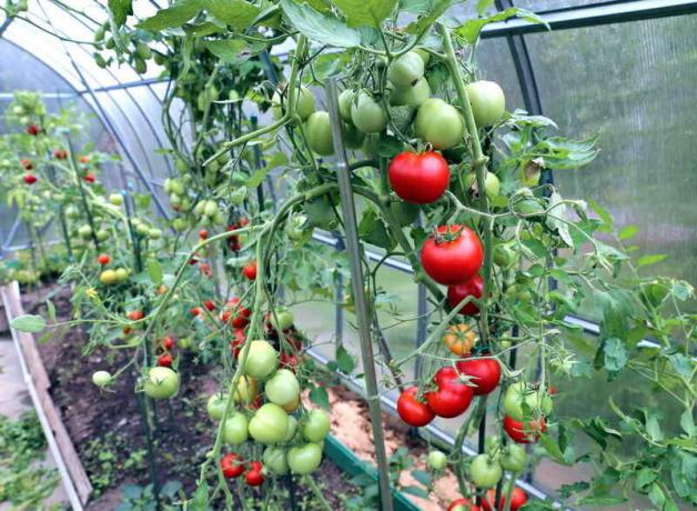 W trosce o pomidory w szklarni (Fot stosowany pod standardowej licencji © ofazende.ru)