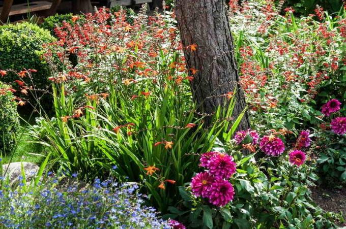 Ogrodowe kwietniki w głębokim cieniu rady ogrodników