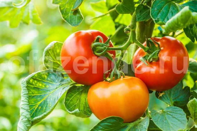 Uprawa pomidorów. Ilustracja do artykułu służy do standardowej licencji © ofazende.ru