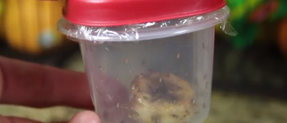 Jak pozbyć się małych much w kuchni - proste pomysły