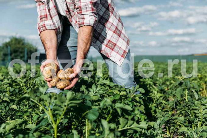 Uprawa ziemniaków w słomie