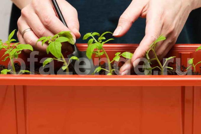 Sadzonki pomidorów. Ilustracja do artykułu służy do standardowej licencji © ofazende.ru