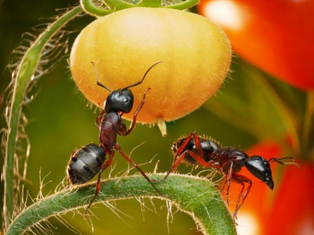 Urlopowicze każdego roku stara się znaleźć najlepsze sposoby mrówek ogrodowych. Ilustracja do artykułu służy do standardowej licencji © ofazende.ru