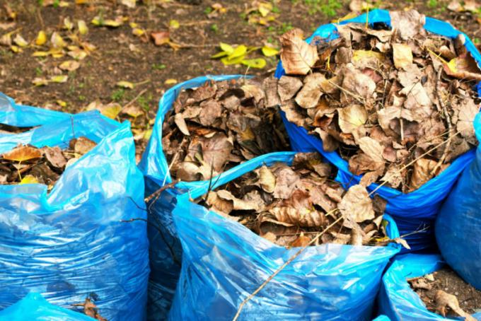 Spadające liście mogą być wykorzystane jako kompost lub ściółkę. Ilustracja do artykułu służy do standardowej licencji © ofazende.ru
