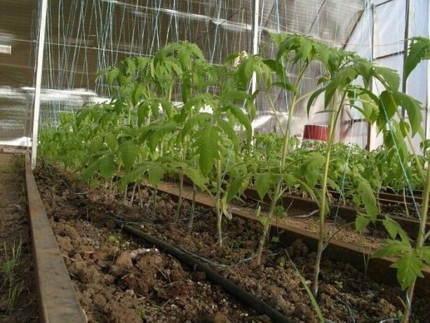 Jak chronić uprawy w szklarni przed szkodnikami i chorobami