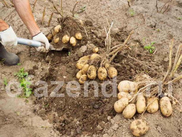 Doskonały ziemniakach metodą Balabanov