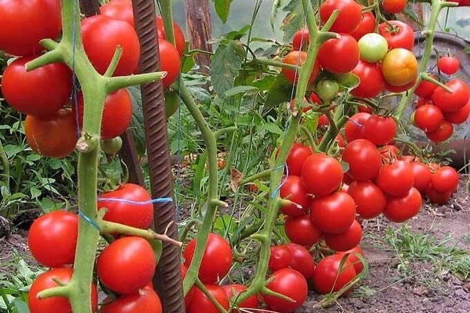 Jak już niemal 2-krotne zwiększenie wydajności pomidorów z prostego opatrunku