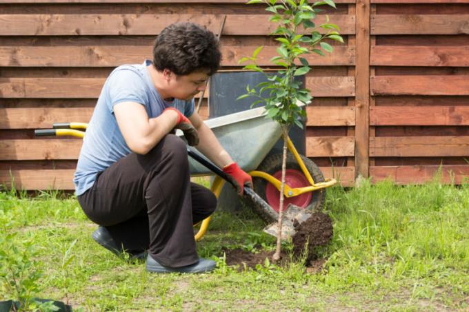 Nawożenie jest elementem pielęgnacji drzew, pozwalając im rozwijać się prawidłowo, aby dać obfity plon i przygotować się do zimowego chłodu. Ilustracja do artykułu służy do standardowej licencji © ofazende.ru