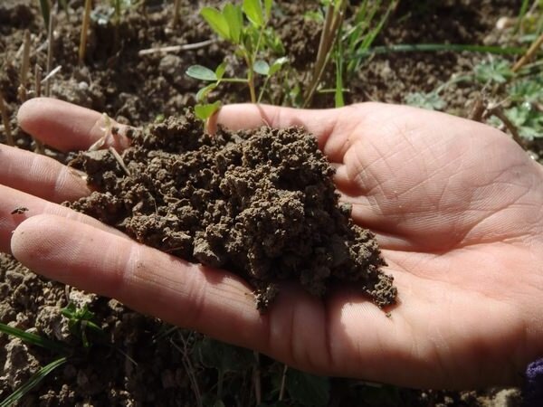 Sąsiad zaproponował sposób, w którym cała gleba w ogrodzie może być luźne i żyzne