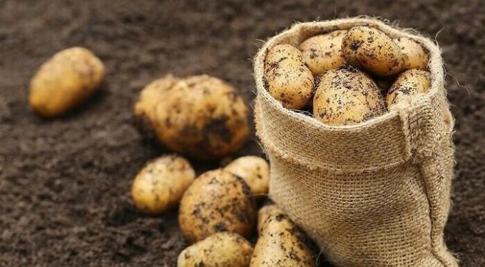 Jak przygotować grunt na jesieni pod ziemniaki, a następnie uzyskać dobre plony