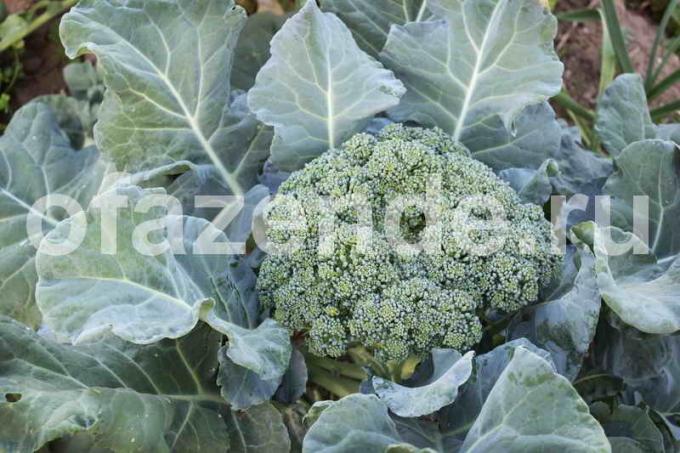 Rosnące brokuły. Ilustracja do artykułu służy do standardowej licencji © ofazende.ru