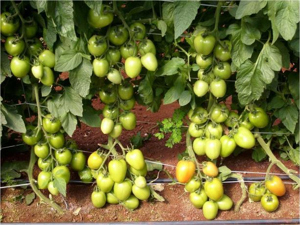 5 najlepszych odmian wydajnością wcześnie niewymiarowych (!) Pomidory na otwartym terenie (w 2020 roku)