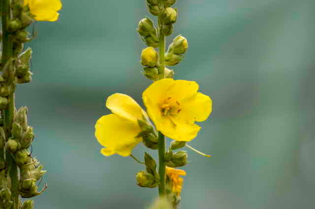 Blado żółte kwiaty. Ilustracja do artykułu służy do standardowej licencji © ofazende.ru