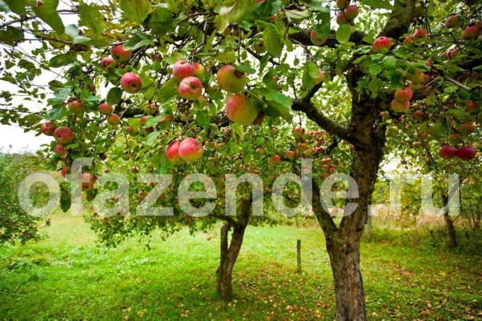 Jak zorganizować właściwą opiekę dla jabłoni, aby osiągnąć wysoką wydajność