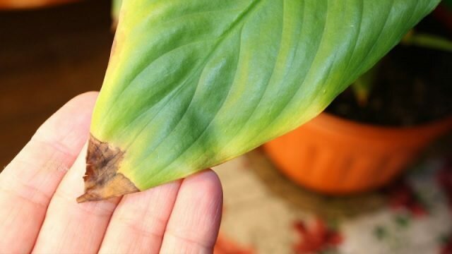 Tropical przystojny Spathiphyllum reaguje na suchość i ciepło jeden z pierwszych
