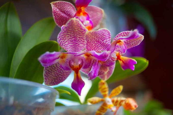 Należy zwrócić uwagę na oświetlenie orchidei. Ilustracja do artykułu służy do standardowej licencji © ofazende.ru