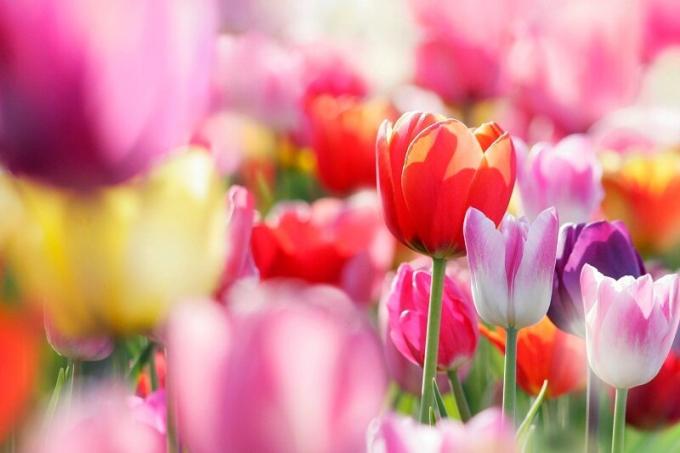 Kwitnące tulipany. Ilustracja do artykułu służy do standardowej licencji © ofazende.ru