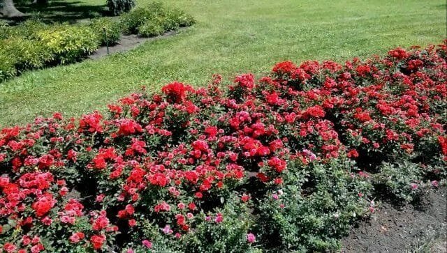 Przycinanie róż na wiosnę: zasady, wskazówki, porady