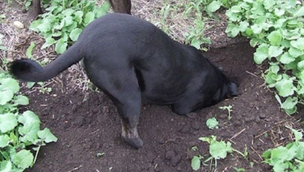 Jak odstraszyć psy sąsiedzkie przekopać ogród warzywny i biegać łóżka ogród