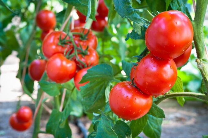 Zbiorów pomidorów. Ilustracja do artykułu służy do standardowej licencji © ofazende.ru