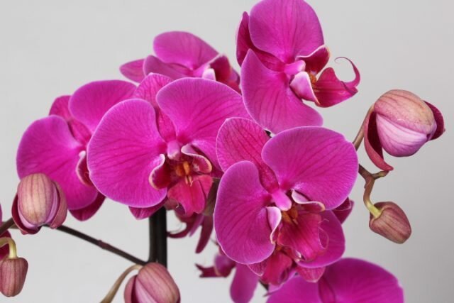 Jak dbać o kwitnących orchidei, że kwitła jak najdłużej