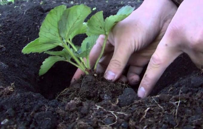 Sadzenia 5 zasad truskawka