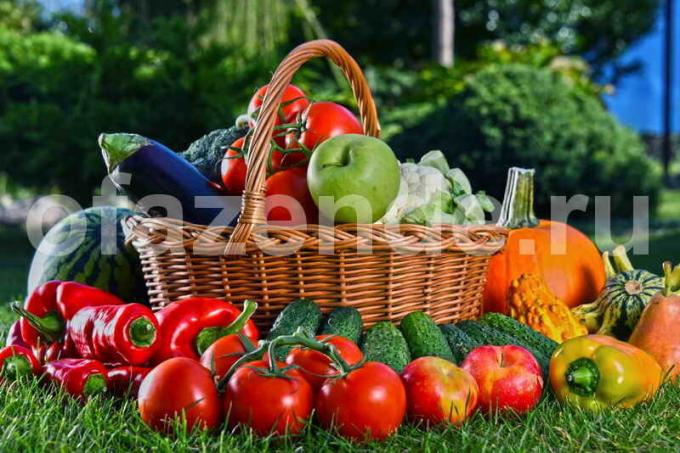Uprawa warzyw. Ilustracja do artykułu służy do standardowej licencji © ofazende.ru