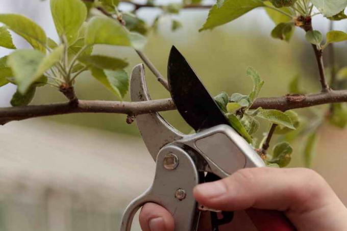 Odmłodzenie przycinanie drzew owocowych. Ilustracja do artykułu służy do standardowej licencji © ofazende.ru
