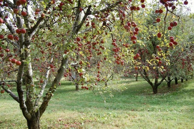 apple Orchard