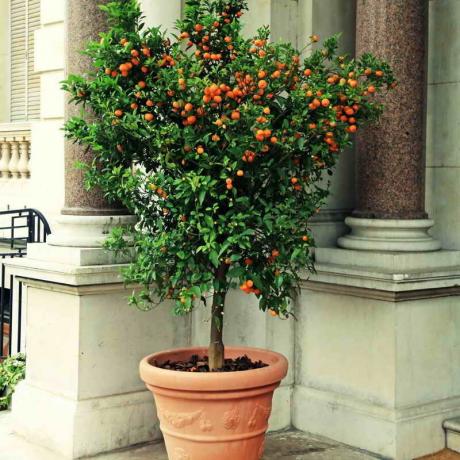 5 sekretów pielęgnacji drzew mandarynka