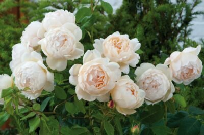 English Roses David Austin - synowie królowej
