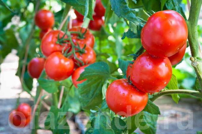 W jaki sposób i kiedy należy rozpylać pomidory zachować i zwiększyć plony