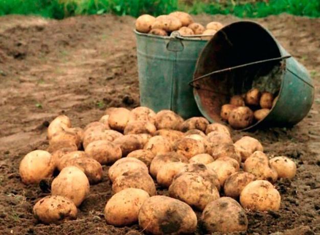 Jak zwiększyć wydajność ziemniaków