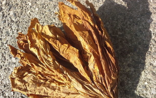 Suszone liście tytoniu są łamliwe i rozsypał w dłoniach