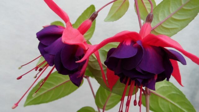 Podwójne szkarłatne kwiaty z działkami i ciemnymi fioletowymi płatkami