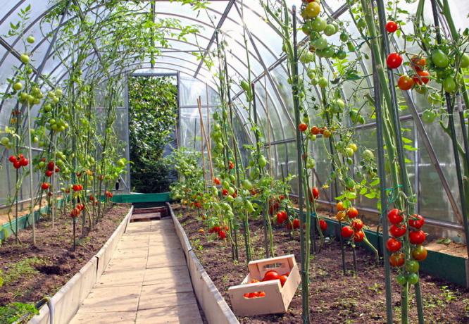 Uprawa pomidorów w szklarni. Ilustracja do artykułu służy do standardowej licencji © ofazende.ru