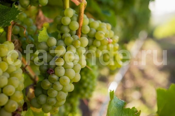 Uprawa winogron. Ilustracja do artykułu służy do standardowej licencji © ofazende.ru