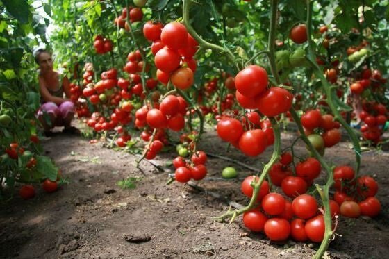 Jak rosną pomidory (pomidory)