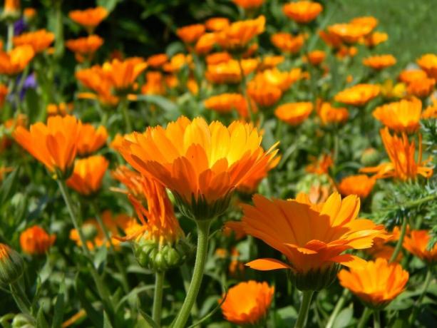 11 najpiękniejszych i skromny kwiat ogród