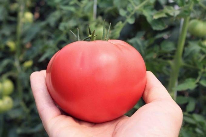 Jak zwiększyć zawartość cukru w ​​pomidorach, jeżeli są one „kwaśny”. łatwy przepis
