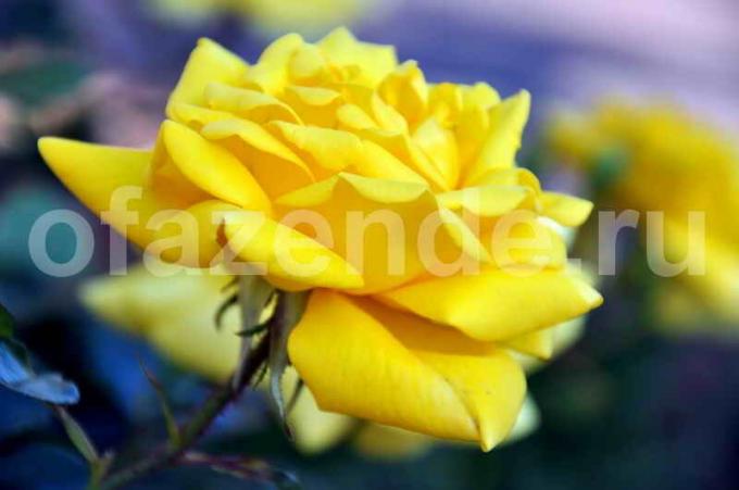 Żółta róża. Ilustracja do artykułu służy do standardowej licencji © ofazende.ru